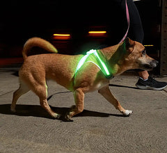 Noxgear Lighthound Harness - YELLOW